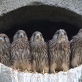 Kestrel chicks look out from their nest on the side of a house in Rochdale, Greater Manchester, England, UK